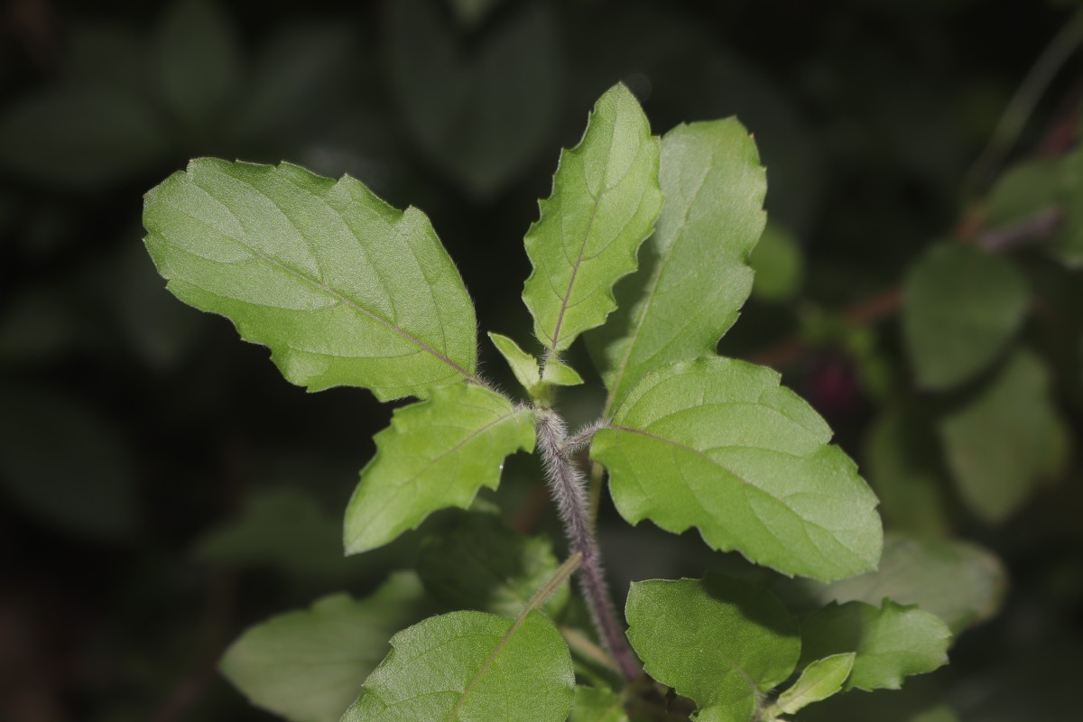 Ocimum basilicum var. basilicum L.